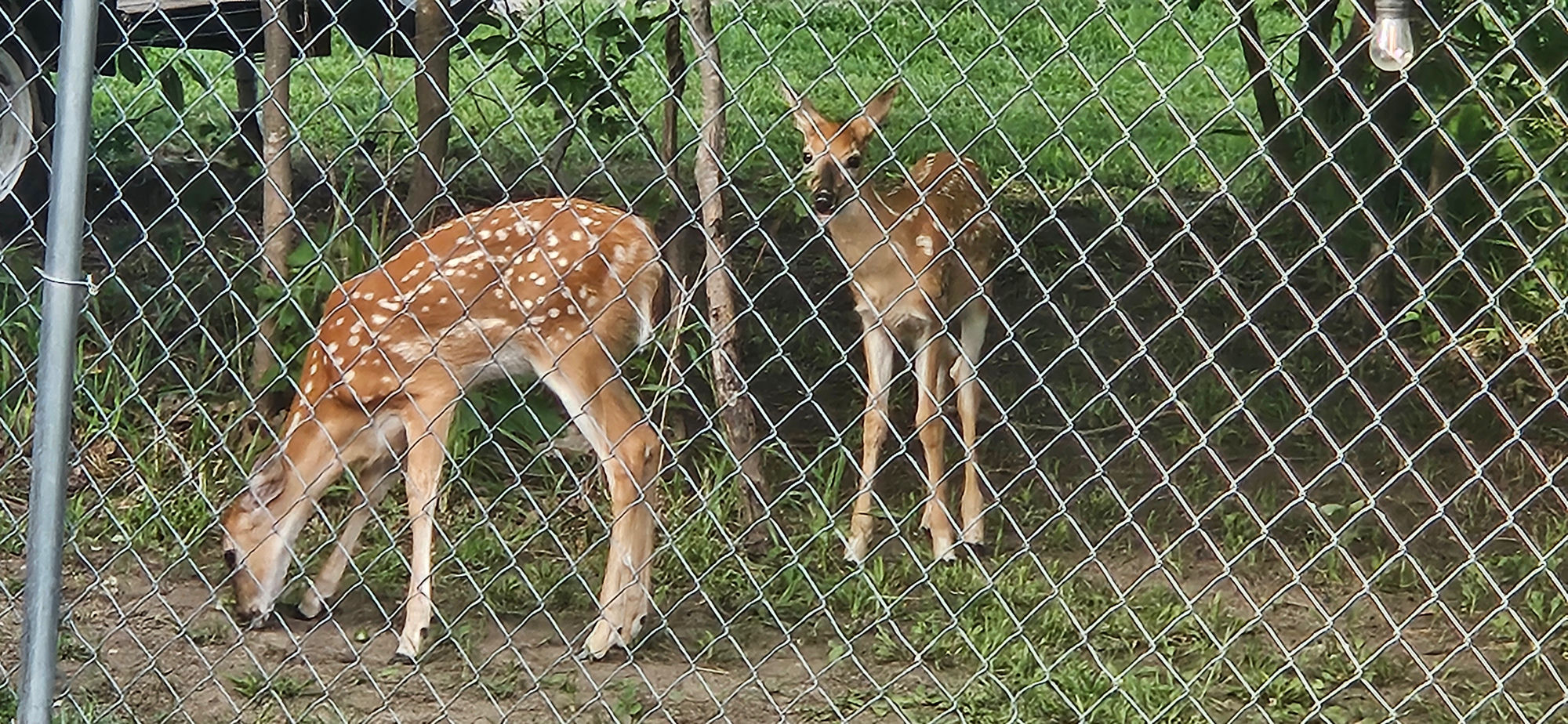 Love seeing the babies!