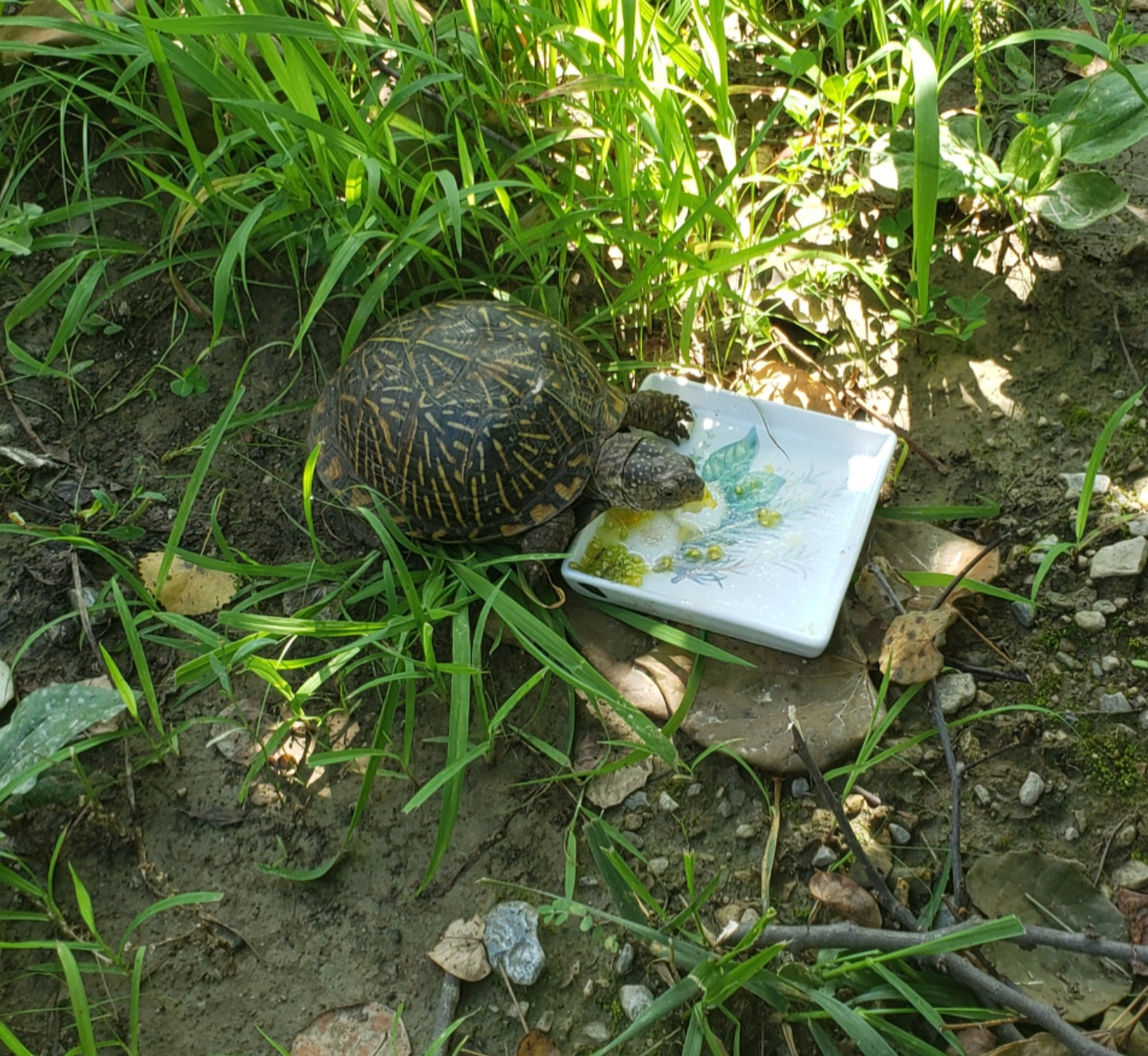 Box turtle strolls through my lot and begs for treats a couple times a week.