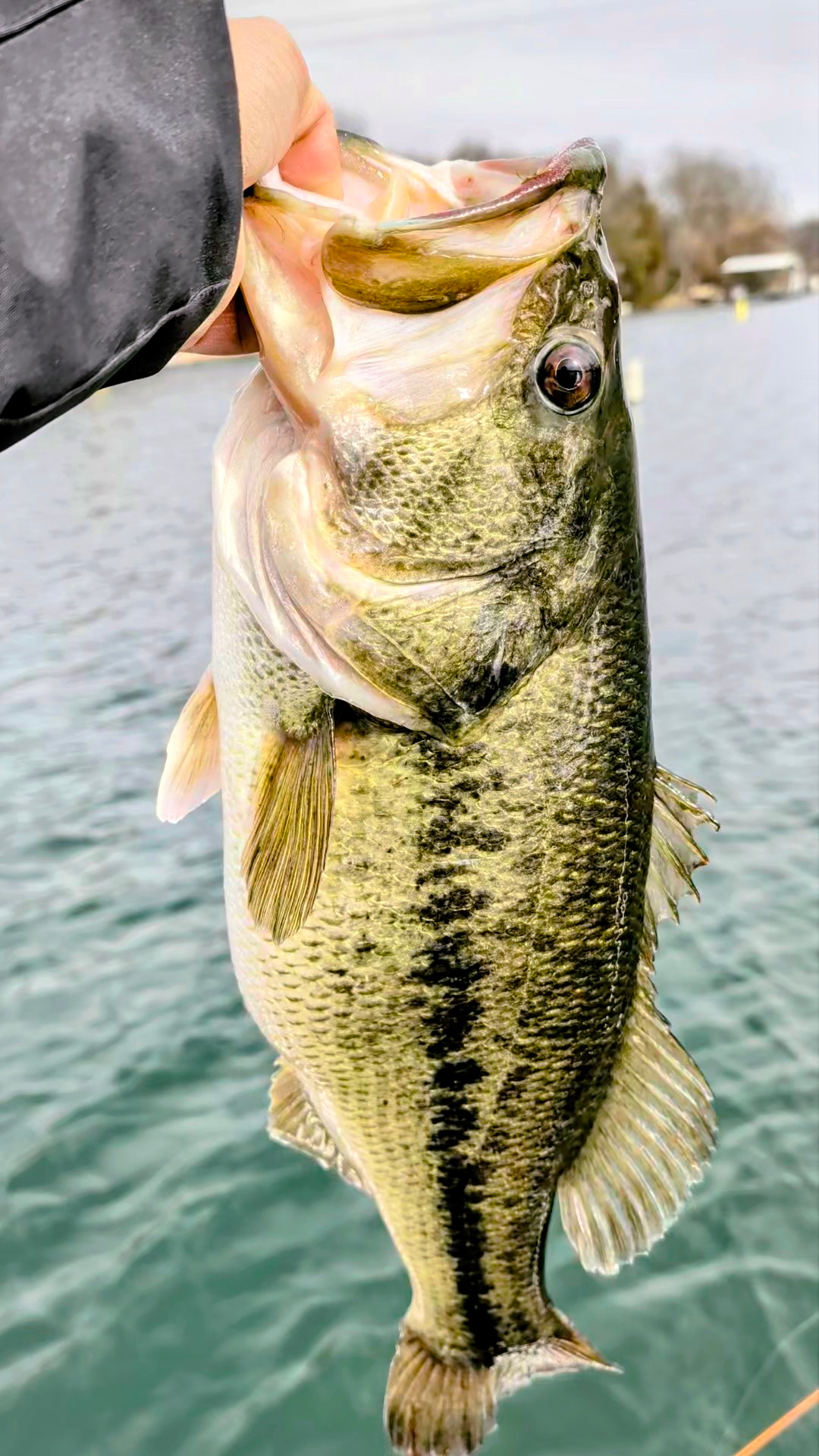 Lots of fish in the lake, including some big ones!