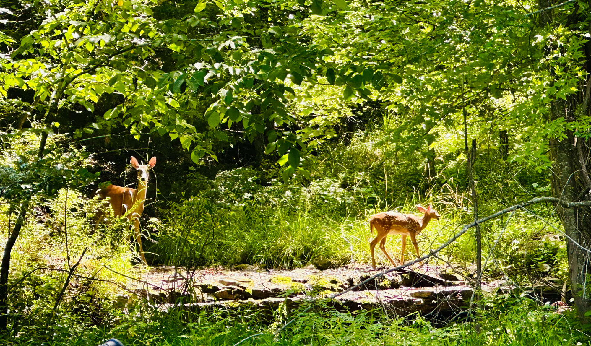 Photo taken from our dock in the cove on 6/29/26. My friend and I were enjoying our morning coffee when these two strolled by. There's a second fawn out of frame. The babies wanted to romp in the puddles.